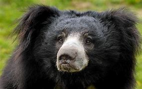 Image result for Sloth Bear of Mysore