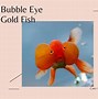 Image result for A Bubble Eye Fish