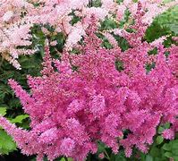 Image result for Astilbe Vision in Pink ® (Chinensis-Group)