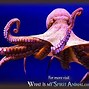 Image result for Octopus Symbolism