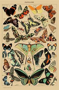 Image result for Antique Vintage Butterfly Prints