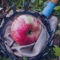 Image result for Wolf River Apple Size