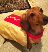 Image result for Cute Weiner Dog Halloween Costumes