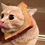 Image result for Bread Cat Flying Meme