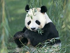 Image result for Photos of Panda Bears