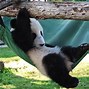 Image result for Panda in Zoo