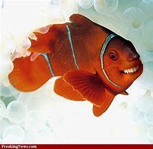 Image result for Smiling Fish