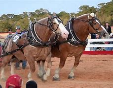 Image result for Draft Horse Pull
