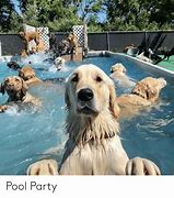 Image result for Last Pool Party Happy Hour Meme