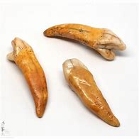 Image result for Cave Bear Teeth