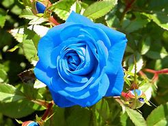 Image result for Blue Flower Bud