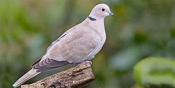 Image result for Deep Collared Dove