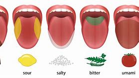 Image result for Sense of Taste Tongue Diagram