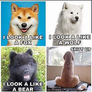 Image result for Dog Looking Meme