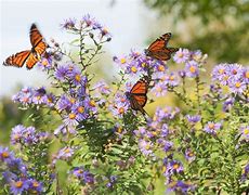 Image result for butterflies gardens