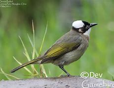 Image result for Vented Bulbul