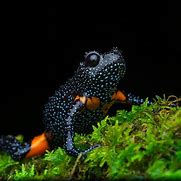 Image result for Galxay Frog