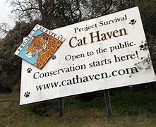Image result for Cat Haven California
