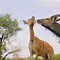 Image result for Nyala African Antelope