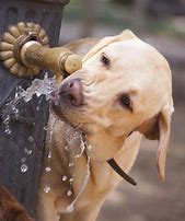 Image result for Your Dog Water