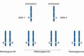 Image result for Genotype-Phenotype Allele