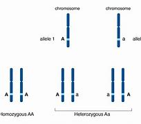 Image result for What Is Chromosome Gene DNA Allel