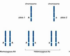 Image result for Allele Pairs