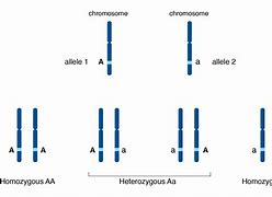 Image result for Allele Combinations