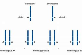 Image result for Allele Example