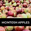 Image result for McIntosh Apple Tree