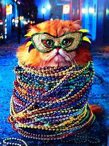 Image result for Mardi Gras Cat