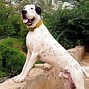 Image result for Biggest Dog Alive