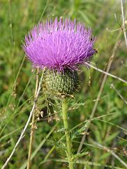 Image result for Tall Thistle