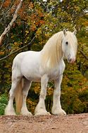 Image result for White Draft Horse