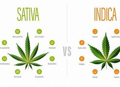 Image result for Sativa vs India Looks