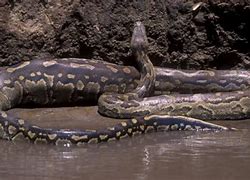 Image result for Show Me the Biggest Snake