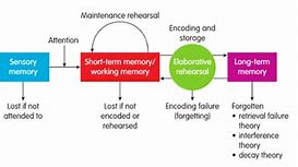 Image result for Working Memory Definition