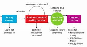 Image result for Memory Storage Model