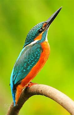 Blue arrow. | Wild animals pictures, Beautiful birds, Colorful birds