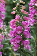 Image result for Digitalis purpurea Panther