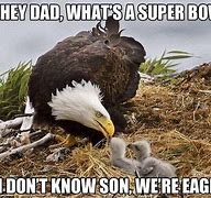 Image result for NY Eagle Memes