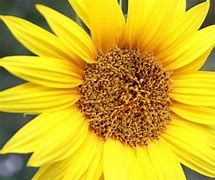 Image result for Photo of a Sunflower