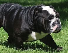 Image result for Black English Bulldog