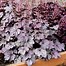 Image result for Heuchera Plum Pudding ®