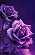 Image result for iPhone 12 Pro Rose