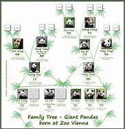 Image result for Panda Family Tree