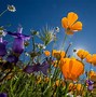 Image result for March Blooming Wildflowers