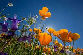 Image result for USA Wildflowers