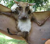 Image result for Scary Bat Pet