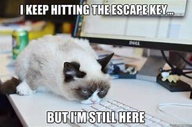 Image result for Animal Funny Work Day Memes